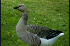 craiyon_133908_Ebenezer_Goose_br_
