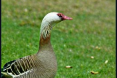 craiyon_133911_Ebenezer_Goose_br_