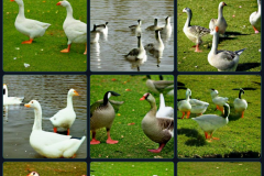 craiyon_133920_Some_Geese_br_