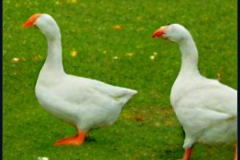 craiyon_133935_Some_Geese_br_