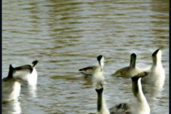 craiyon_133937_Some_Geese_br_