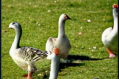 craiyon_133941_Some_Geese_br_