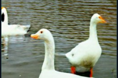 craiyon_133944_Some_Geese_br_