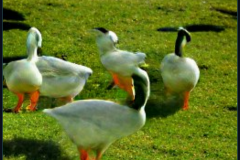 craiyon_133950_Some_Geese_br_