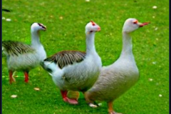 craiyon_133956_Some_Geese_br_