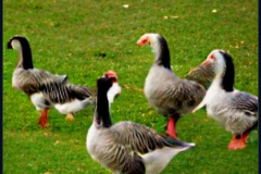 craiyon_134000_Some_Geese_br_