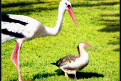 craiyon_134412_A_goose_and_a_stork_br_