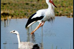 craiyon_134416_A_goose_and_a_stork_br_