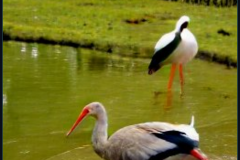craiyon_134440_A_goose_and_a_stork_br_