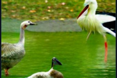 craiyon_134753_A_goose_and_a_stork_having_dinner_br_