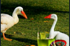 craiyon_134845_A_large_white_goose_and_a_stork_having_dinner
