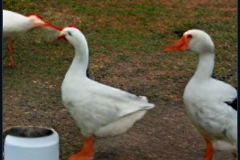 craiyon_134851_A_large_white_goose_and_a_stork_having_dinner