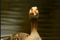 craiyon_134930_Honking_nbsp__goose_br_