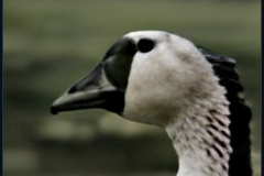 craiyon_134937_Honking_nbsp__goose_br_