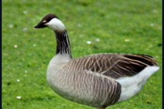 craiyon_134940_Honking_nbsp__goose_br_