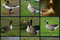 craiyon_134948_Honking_nbsp__goose_br_