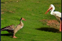craiyon_140739_A_goose_and_a_stork_have_dinner