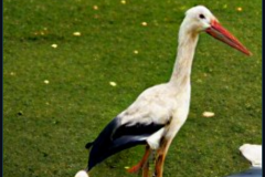craiyon_140744_A_goose_and_a_stork_have_dinner