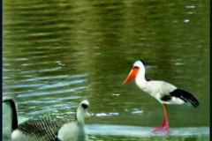 craiyon_140749_A_goose_and_a_stork_have_dinner