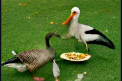 craiyon_140752_A_goose_and_a_stork_have_dinner