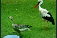 craiyon_140756_A_goose_and_a_stork_have_dinner