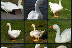 craiyon_140926_Honking_nbsp__white_goose_br_