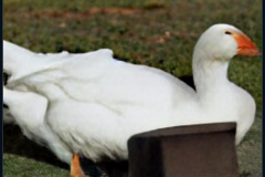 craiyon_140929_Honking_nbsp__white_goose_br_