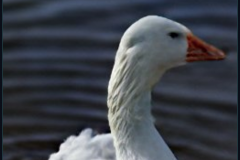 craiyon_140932_Honking_nbsp__white_goose_br_