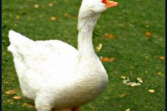 craiyon_140934_Honking_nbsp__white_goose_br_