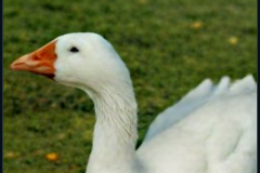 craiyon_140942_Honking_nbsp__white_goose_br_