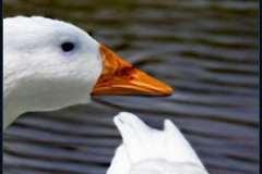 craiyon_140944_Honking_nbsp__white_goose_br_