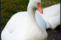 craiyon_140948_Honking_nbsp__white_goose_br_