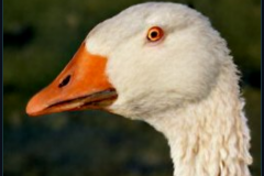 craiyon_140952_Honking_nbsp__white_goose_br_