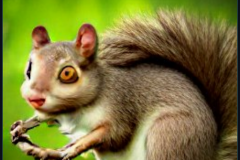 craiyon_153900_Nightmare_squirrel