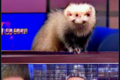 craiyon_155859_John_Oliver_shagging_a_pink_ferret_with_glasses_br_