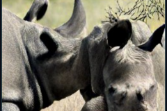 craiyon_234605_Theresa_May_spiked_by_an_angry_rhinoceros_br_