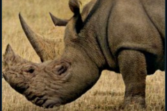 craiyon_234612_Theresa_May_spiked_by_an_angry_rhinoceros_br_