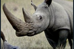 craiyon_234624_Theresa_May_spiked_by_an_angry_rhinoceros_br_