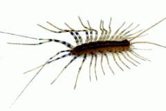 2010-07-07 scutigera coleoptrata