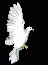 c2dove
