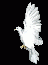 c2dove2