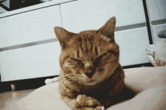 cat-facepalm
