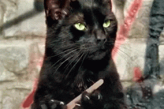 cat-nails