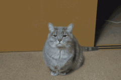 cat-yawn