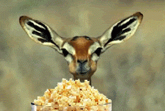 deer-popcorn