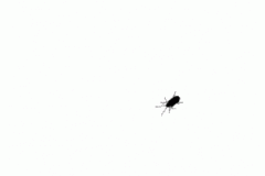 fly-walking