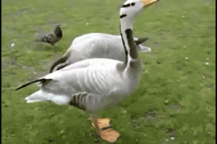 goose-stomp