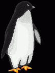penguin-06