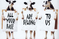 ayb-cow