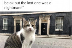 20220907-larry-the-cat